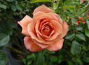 Pumpkin Patch rose photo