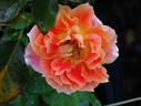 Pure Poetry ™ rose photo