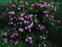 Camaïeux rose photo