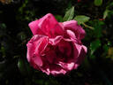 Five Yuan rose photo
