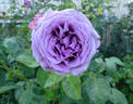 Quicksilver ™ rose photo