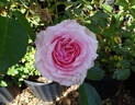 Radox Bouquet rose photo