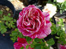 Raspberry Swirl rose photo