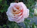 Rebecca Susan rose photo