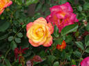 Redova™ rose photo