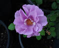 Ripples rose photo