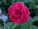Rock Star rose photo