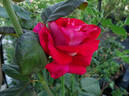 Ronald Reagan ™ rose photo