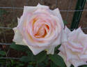 Rose Odyssey 2000 rose photo