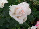 Royal Copenhagen rose photo
