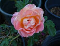 Ruffles Dream rose photo