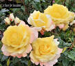 Dicviola rose photo