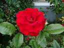 Sacred Heart rose photo