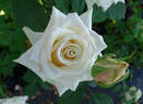 Sahara de Meilland rose photo