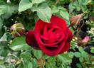 Scarlet Knight rose photo