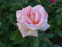 Scent-Sation rose photo