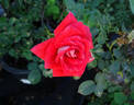 Scherzo ® rose photo