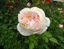 Sebastian Kneipp ™ rose photo