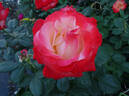 Sheer Magic ™ rose photo