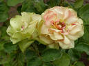 Sheila MacQueen rose photo