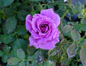 Shi-un rose photo