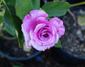 Shocking Blue ® rose photo
