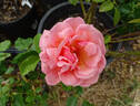 Shot Silk rose photo