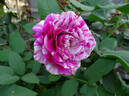 Show Your Stripes rose photo