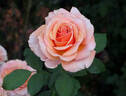 Singin' in the Rain rose photo