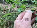 Hiawatha rose photo
