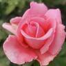 Meant To Be ™ rose photo