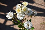 Gourmet Popcorn rose photo
