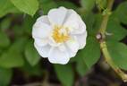 Gourmet Popcorn rose photo