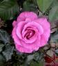 Shocking Blue ® rose photo