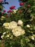 Green Ice rose photo