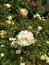 Green Ice rose photo