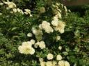 Green Ice rose photo