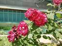 Cardinal Hume ® rose photo