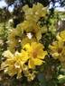 Golden Holstein rose photo