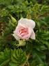 Polar Ice ® rose photo