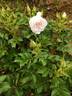 Polar Ice ® rose photo