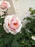 Antique Rose rose photo