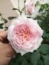 Antique Rose rose photo