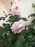 Antique Rose rose photo