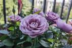 Lamy Parade rose photo