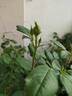 Antique Rose rose photo