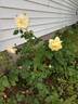St. Alban rose photo