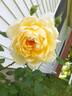 St. Alban rose photo