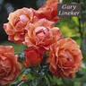 Gary Lineker rose photo