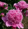 Aphrodite peony photo